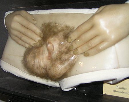 Erwt Gender: Het Geslachtsspectrum (over de letter I, N, X en Y in het Genderalfabet) Erwt Gender: Het Geslachtsspectrum (over de letter I, N, X en Y in het Genderalfabet)