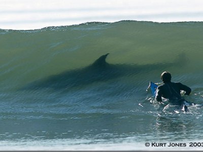 Haaien en statistiek